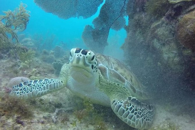 Scuba Diving at Catalina Island - 2 tank - for Certified Divers - Two-tank timing: what the day feels like for certified guests