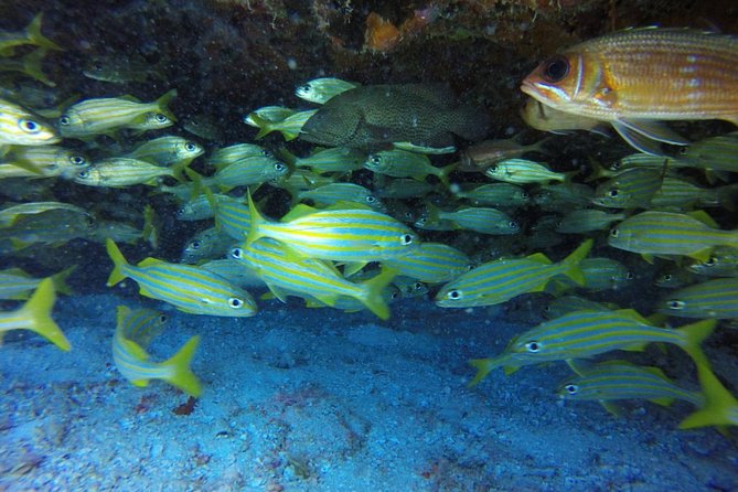 Scuba Diving at Catalina Island - 2 tank - for Certified Divers - Price and value: what you get for about $189.99