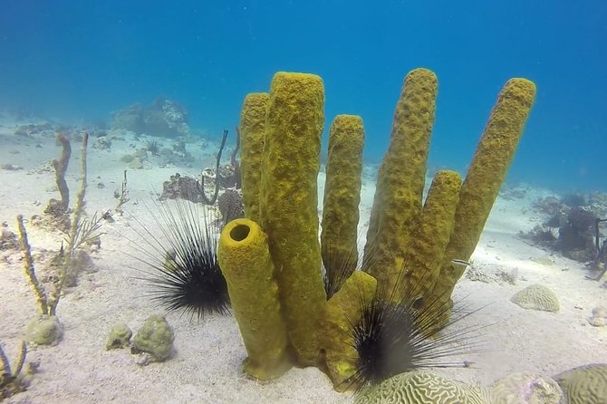 Scuba Diving at Catalina Island - 2 tank - for Certified Divers - Who this is best for (and who should skip)
