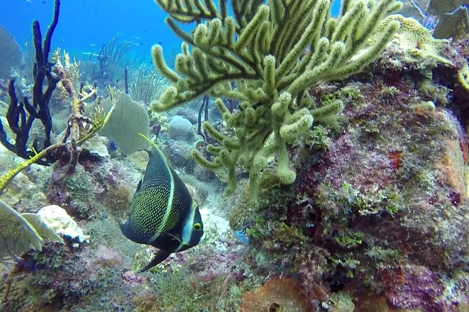 Scuba Diving at Catalina Island - 2 tank - for Certified Divers - Aquarium Reef: shallower action with moray eels and stingrays