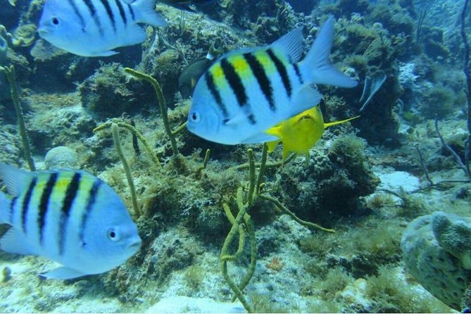 Scuba Diving on Catalina Island | 2 tanks, 2 spots - Equipment, Instructor Support, and the Small-Group Advantage