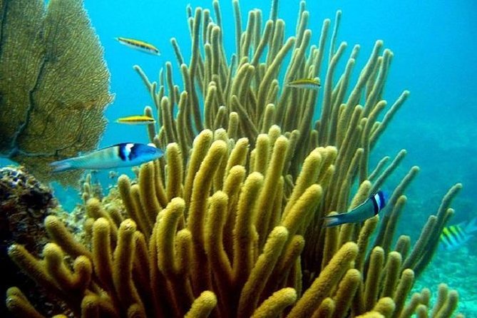 Scuba Doo Underwater Scooter in Punta Cana (Half Day) - The Main Event: How the 10–15 Minute Scuba Doo Ride Works