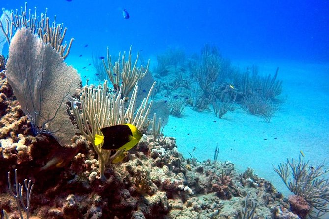 Shared 2 hours Sosúa Bay Snorkeling with Professional Guide - Why Sosúa Bay’s calm water works for two-stop snorkeling