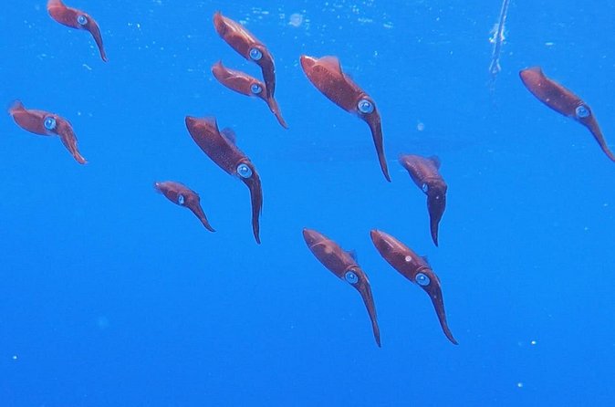 Shared 2 hours Sosúa Bay Snorkeling with Professional Guide - Price, group size, and hotel pickup: is $45 good value?
