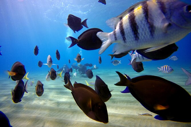 Shared 2 hours Sosúa Bay Snorkeling with Professional Guide - Who this snorkeling tour is best for