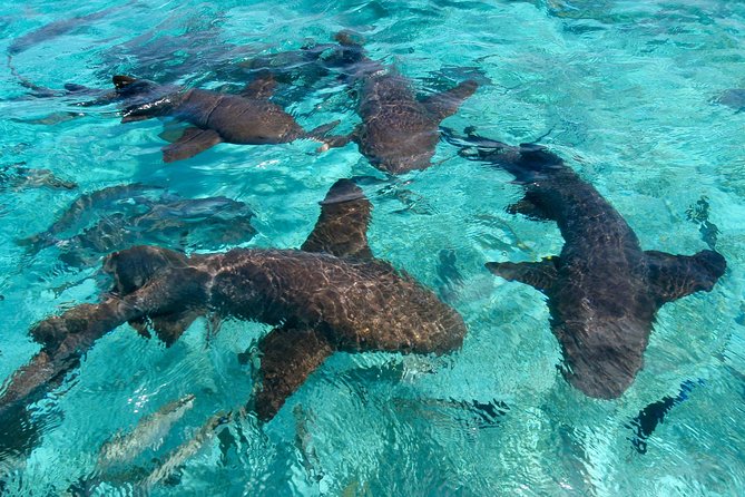 Sharks & Stingrays Snorkeling in Punta Cana with Parasailing - Parasailing: The Weight Rules and Wind Reality