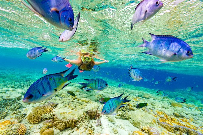 Small Group Snorkeling, Sharks & Stingrays Encounter by boat - Price and what you truly get for $99.90