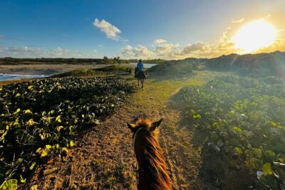 Sunset Horseback Ride at Macao Beach & Forest with Transfers - Macao Beach Horseback Riding: What That 1 Hour Feels Like