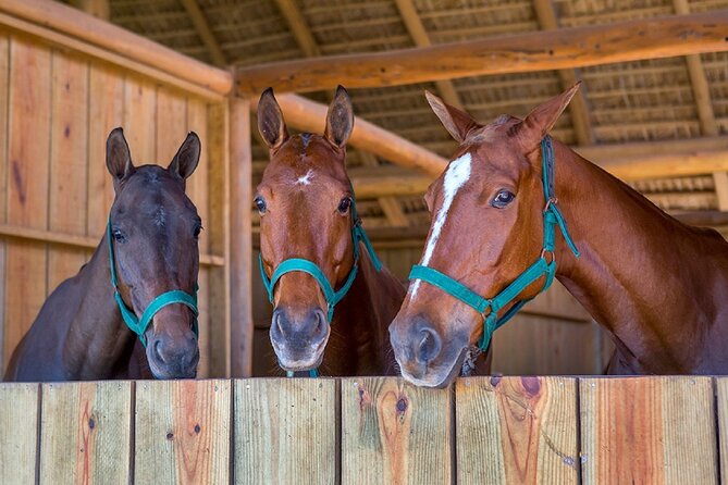 Swimming with Horses at the Beach from Punta Cana Free transportation - Laguna Limón from Punta Cana: how the day actually moves
