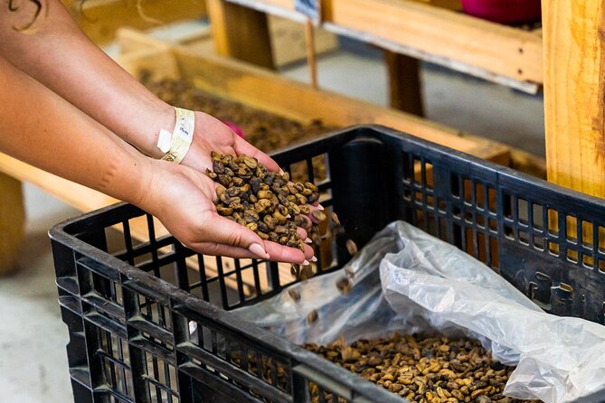The Coffee Experience - The Real Workshop Flow: Harvest to Roast to Tasting
