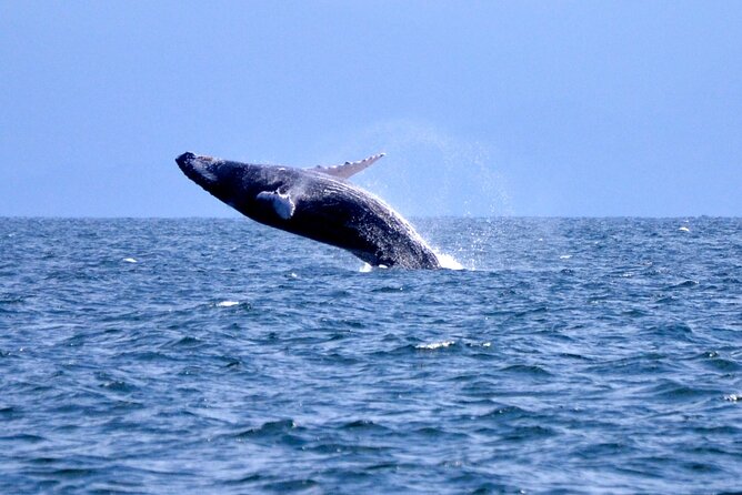 Tour with Whale Watching in Samaná, Beach and Waterfall - Key Things I’d Focus On Before You Go
