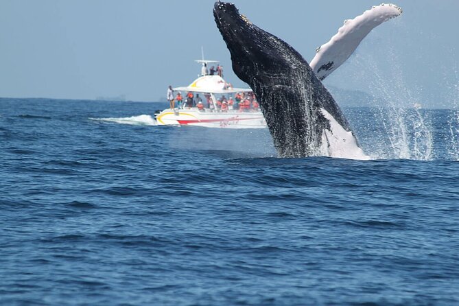 Tour with Whale Watching in Samaná, Beach and Waterfall - The El Limón Waterfall Arc: Horseback to El Salto del Limón