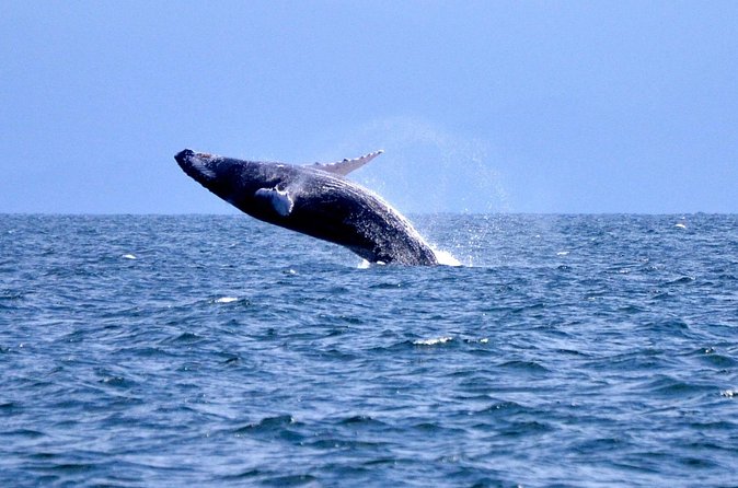 Tour with Whale Watching in Samaná, Beach and Waterfall - “Small Safari” Feel and Peninsula Driving: Why the Long Day Still Works