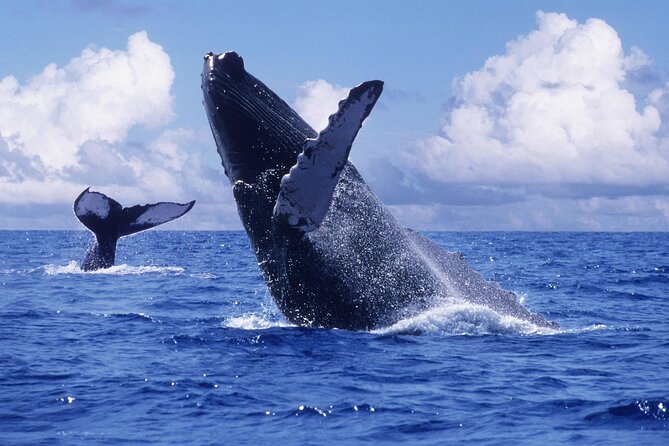 Tour with Whale Watching in Samaná, Beach and Waterfall - Punta Cana to Samaná: The Long Ride Factor You Should Plan For
