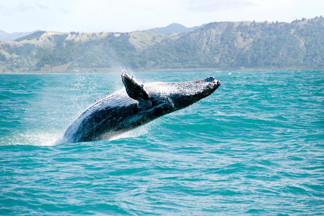Whale Watching and Bacardi Island day trip from Punta Cana - Why Samana Bay Whale Watching Feels Special (and Not Just Touristy)