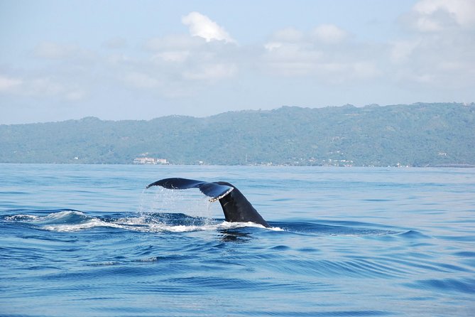 Whale Watching and Bacardi Island day trip from Punta Cana - Spotting Help: What the Guide Adds to Your Chances
