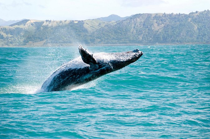 Whale Watching and Bacardi Island day trip from Punta Cana - The Real Schedule: How a 10-Hour Day Works from Punta Cana