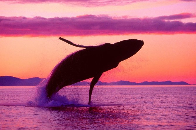 Whale Watching and Bacardi Island day trip from Punta Cana - Who This Tour Is Best For (and Who Might Not Love It)