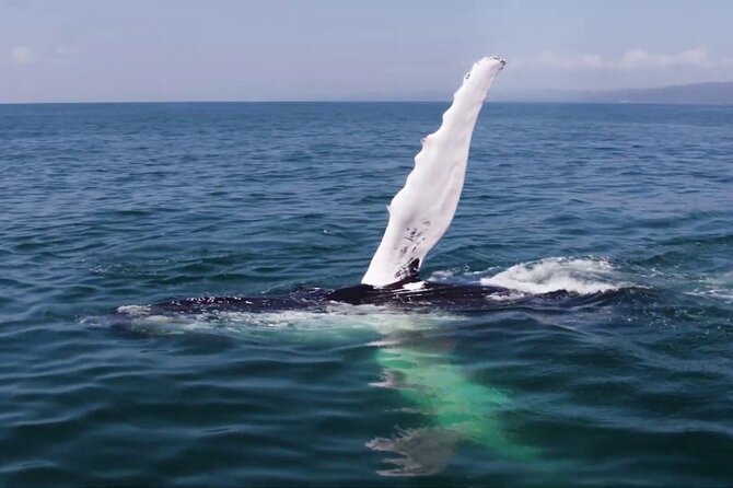 Whale watching and Montana Redonda - Lunch in Miches: Keep It Local, Keep It Simple