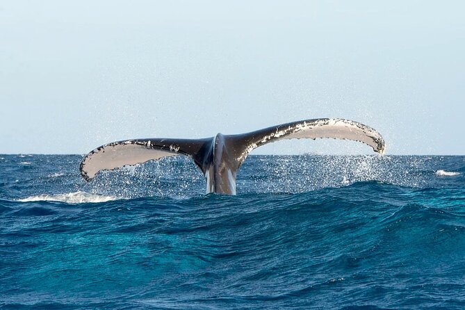 Whale watching and Montana Redonda - Montana Redonda by Off-Road Truck: North-Coast Views You Can’t Ignore