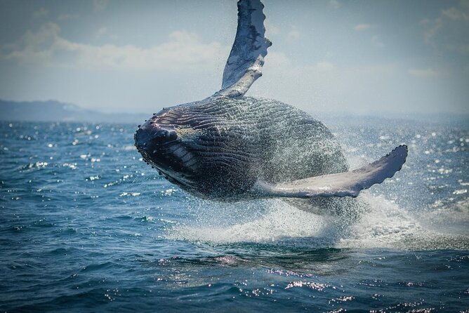 Whale Watching, Cayo Levantado and Limón Waterfall in Samaná - Key highlights worth planning for