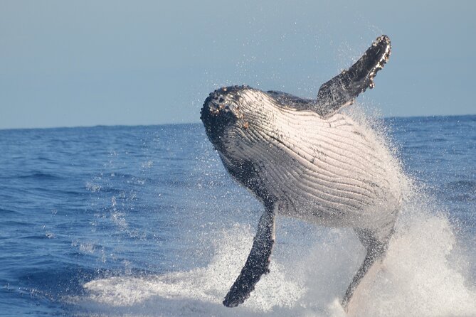 Whale Watching, Cayo Levantado and Limón Waterfall in Samaná - Limón Waterfall: the swim stop you’ll remember longer than photos