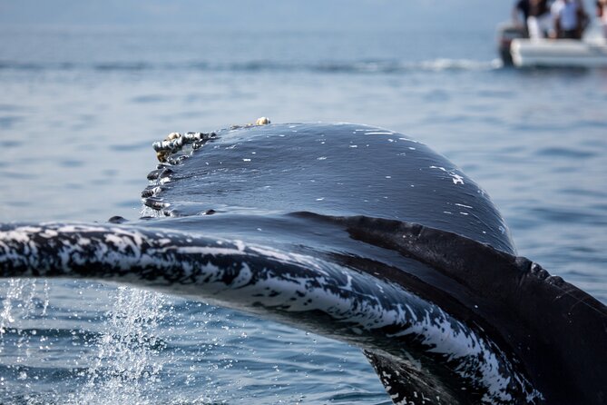 Whale Watching, Cayo Levantado and Limón Waterfall in Samaná - La Canita breakfast and catamaran start: a small step that matters