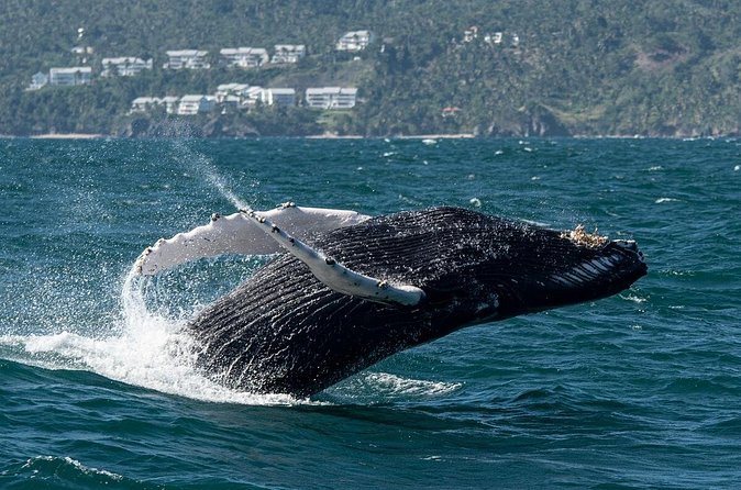 Whale Watching, Cayo Levantado and Limón Waterfall in Samaná - Dominican culture stops: ranch life and a typical house visit