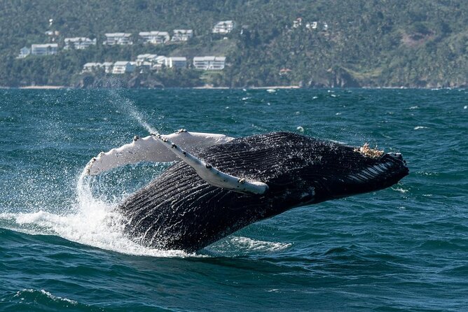 Whale Watching, Cayo Levantado and Limón Waterfall in Samaná - Weather and timing: how to plan like a pro