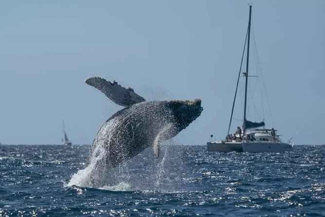 Whale Watching in Samaná Bay + Bacardi Island Beach- Full DayTrip - Why Samaná Bay whales are worth the 6:00 am start