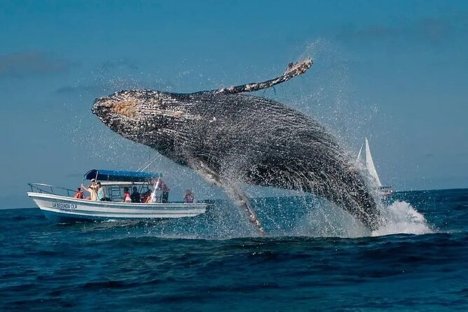 Whale Watching in Samaná Bay + Bacardi Island Beach- Full DayTrip - On the catamaran: 360° views, modern comfort, and the splash reality