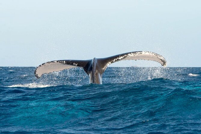 Whale Watching in Samaná Bay + Bacardi Island Beach- Full DayTrip - Cayo Levantado (Bacardi Island) beach time: where the day slows down