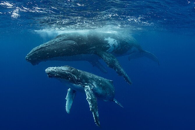 Whale Watching in Samaná Bay + Bacardi Island Beach- Full DayTrip - Lunch on the island: what’s included and how to plan your drinks