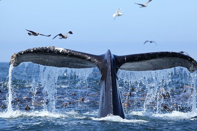 Whale Watching in Samaná Bay + Bacardi Island Beach- Full DayTrip - Price and value: what you’re really paying for at $169