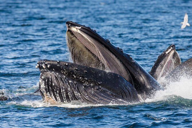 Whale Watching in Samaná Bay + Bacardi Island Beach- Full DayTrip - Who this trip fits best (and who might want a different plan)