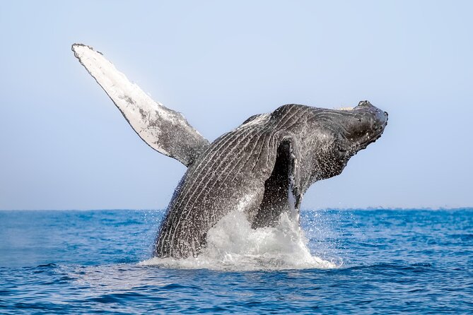 Whale Watching in Samaná Bay + Bacardi Island Beach- Full DayTrip - Practical tips for a smoother whale day