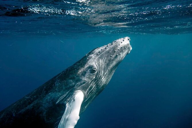 Whale Watching in Samaná Bay + Bacardi Island Beach- Full DayTrip - Whale watching in Samaná Bay: timing, closeness, and how rules shape the day