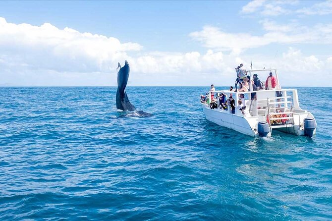 Whale Watching Tour in Samana - Key Takeaways Before You Go