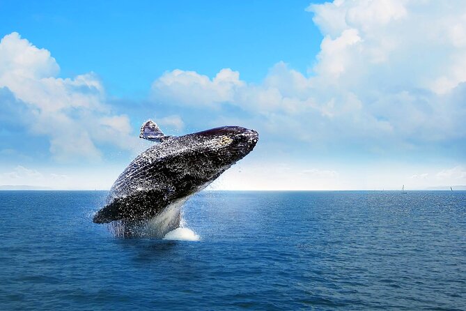 Whale Watching Tour in Samana - The Value: What You’re Really Paying for in Samaná