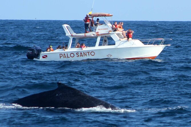 Whale Watching Tour in Samana - Stop 1: Santuario de Ballenas Jorobadas and the Humpback Viewing Window