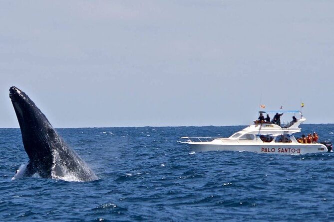 Whale Watching Tour in Samana - Stop 1 Reality Check: Sea Conditions and Comfort Tips