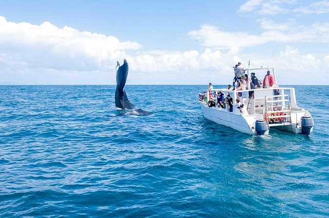 Whale Watching Tour in Samana - How the Whole Day Flows (and Why It Works)