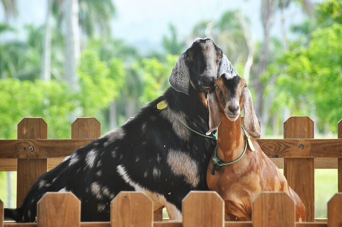 Xploration Animal Encounters Half Day Tour from Punta Cana - Horseback Riding in the Dominican Hills: Fun, but Wear the Right Shoes